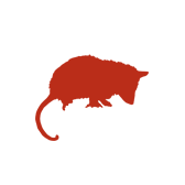 Opossums